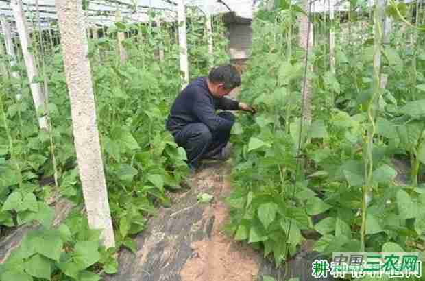 种植豆角如何整枝？